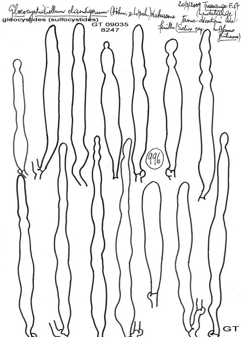 Gloeocystidiellum clavuligerum